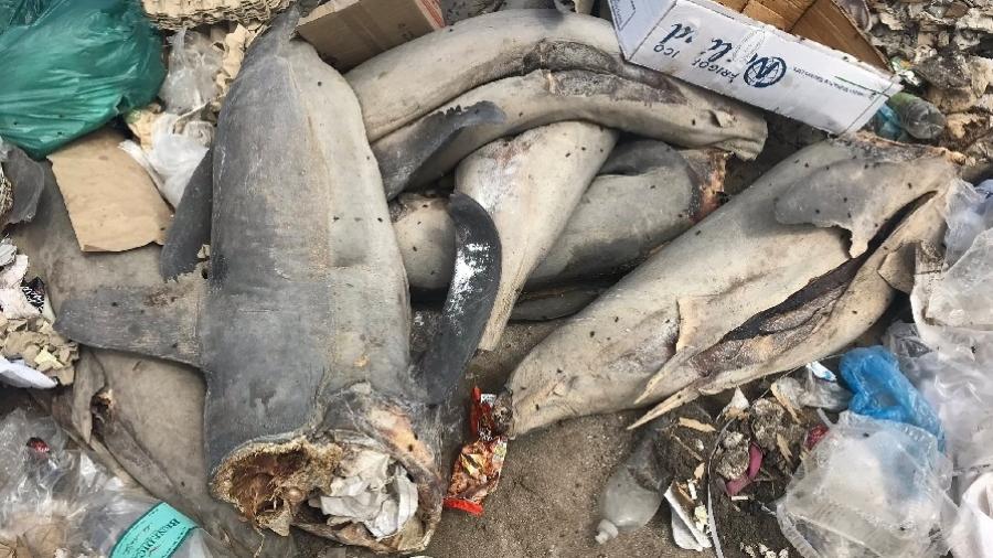 Os animais foram identificados como tubarões-mako e estavam na cidade portuária de Antofagasta, no Chile - Reprodução/Twitter/@rafacastromeza