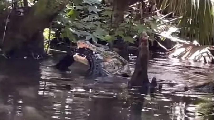 Turista gravou de perto cena de jacaré comendo outro jacaré menor em pântano na Flórida (EUA) - Reprodução/Twitter
