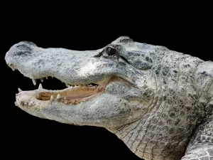 Mortos e mumificados: crocodilos eram capturados para prática religiosa