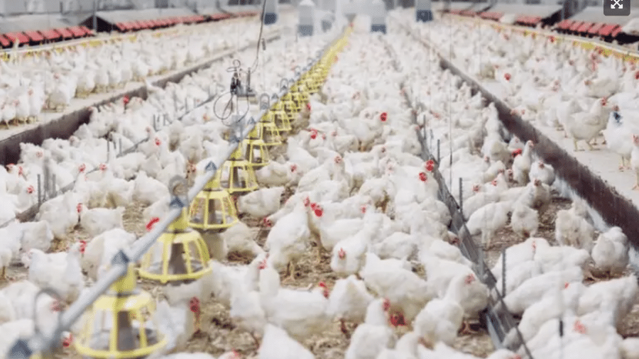 Granja de frangos: com descoberta de caso de gripe aviária no RS, governo corre para implementar plano emergencial - Ministério da Agricultura