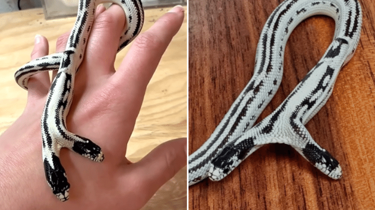 A cobra de duas cabeças em imagens compartilhadas no perfil da loja em que nasceu A cobra de duas cabeças em imagens compartilhadas no perfil da loja em que nasceu