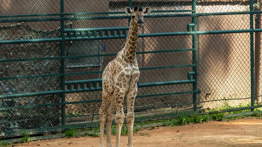 Girafa Melman nasceu em 29 de maio no Zoológico de São Paulo e é do sexo masculino Girafa Melman nasceu em 29 de maio no Zoológico de São Paulo e é do sexo masculino
