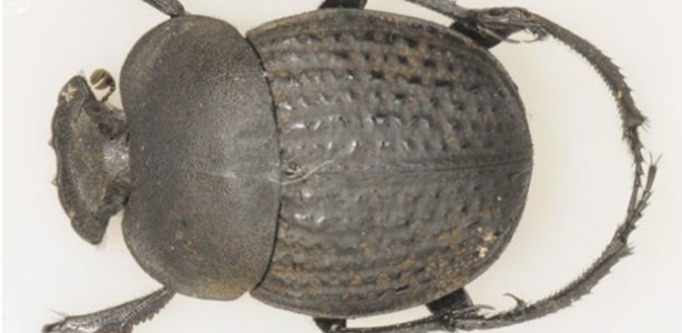 Espécie de escaravelho analisada por cientistas sul-africanos é vítima de "pegadinha" de planta - Joseph White