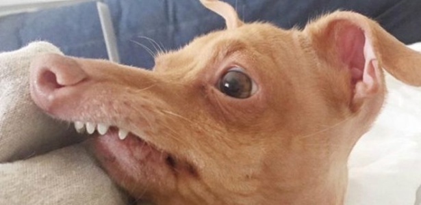 O cão Tuna virou uma sensação da internet  - Courtney Dasher