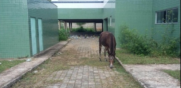 Abandonada, a UPA de Muriaé, em Minas, chegou a receber cavalos, que pastavam em seu interior em foto de 2015. Pronta desde 2012, a unidade custou R$ 2 milhões - Radio 96FM Muriaé