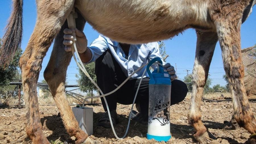 O negócio começou em uma pequena fazenda com 12 mulas  - Khalil MAZRAAWI/AFP
