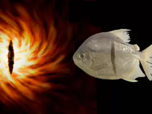 'Primo' da piranha, espécie de peixe com 'dentes humanos' é descoberta