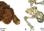 A inédita descoberta de um tigre-dente-de-sabre mumificado: 'Chocante' (Foto: Divulgação/Prof. Alexey V. Lopatin/ Scientific Reports)