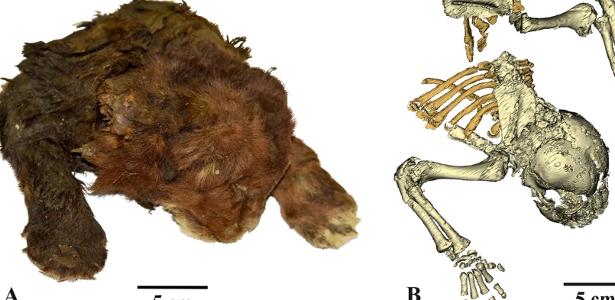 A inédita descoberta de um tigre-dente-de-sabre mumificado: 'Chocante'