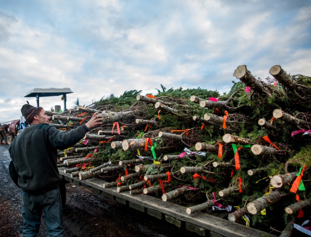 Paul Allen verifica árvores de Natal na fazenda de Wayne Silver, que colhe cerca de 3.000 árvores de Natal por temporada, em Nova Escócia, Canadá - ROGER KISBY/NYT