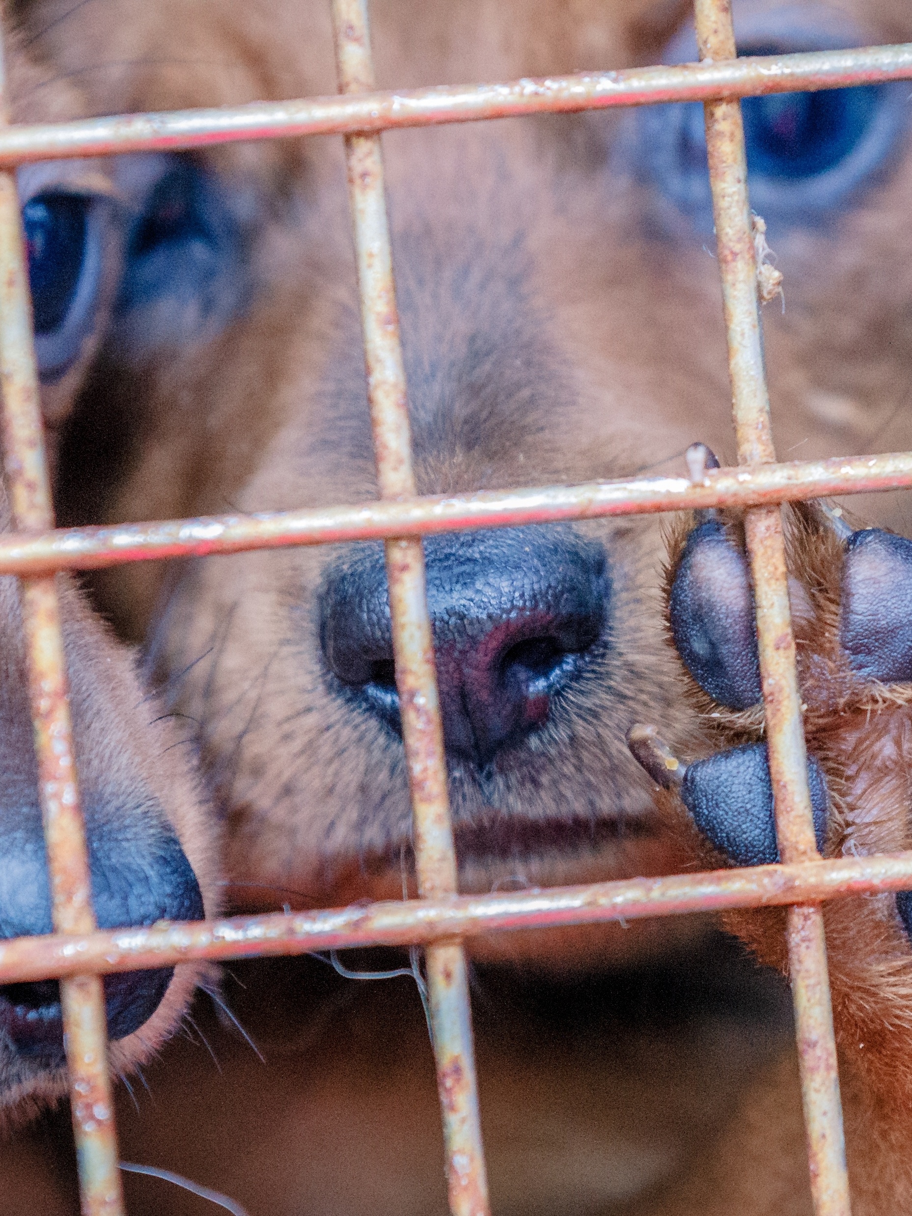 Bicho de estimação: milhares de animais são abandonados nas estradas da  França durante as férias