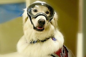 Conheça o doutor Sampson | Cão usa equipamento de proteção para ajudar dona em laboratório