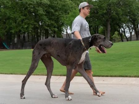 Com mais de 2 metros, Dogue Alemão se torna o maior cachorro do mundo