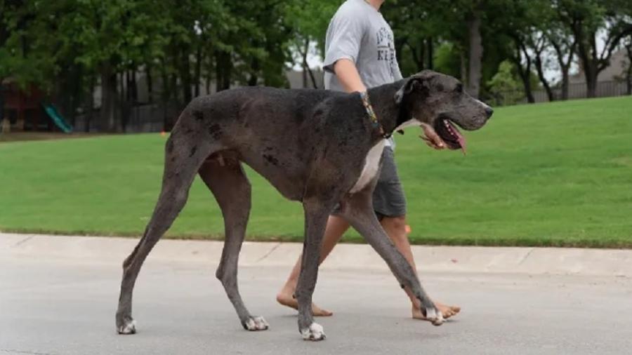 O maior cachorro do mundo, você já viu?
