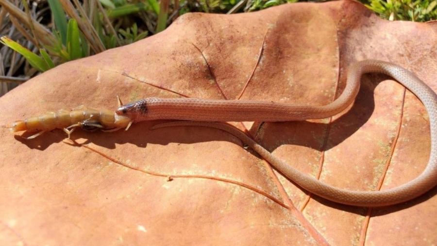 Tantilla oolitica (cobra coroada pela rocha) é uma espécie muito rara de cobra  - Divulgação