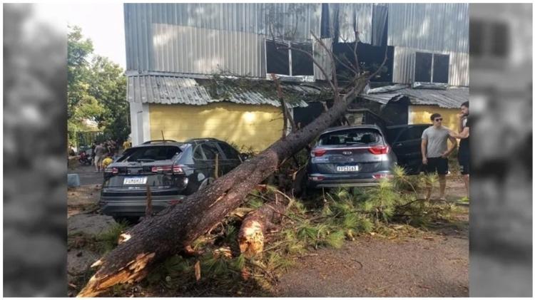 Chuvas fortes derrubaram árvores em Taubaté