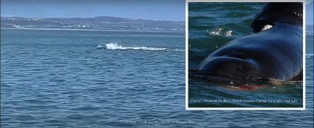 Orca ataca e devora fígado de tubarão-branco