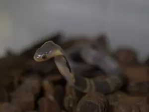Butantan investiga desaparecimento de serpente naja de laboratório em SP