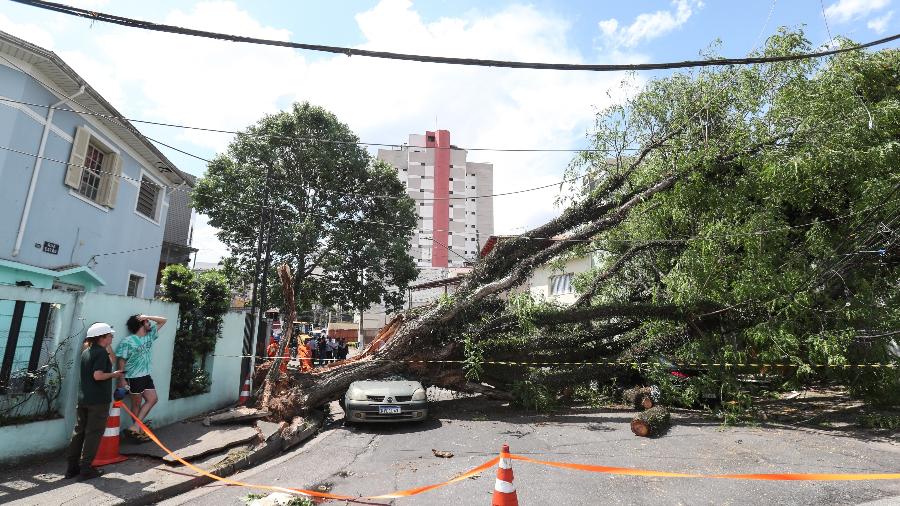 13.out.24 - Árvore cai em cima de carro e interdita Rua Catão, no bairro da Lapa, zona oeste de São Paulo - WERTHER SANTANA/ESTADÃO CONTEÚDO