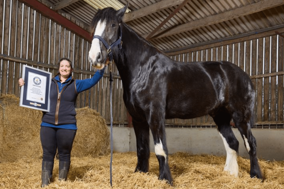 Hugo se tornou o cavalo vivo mais alto do mundo - undefined