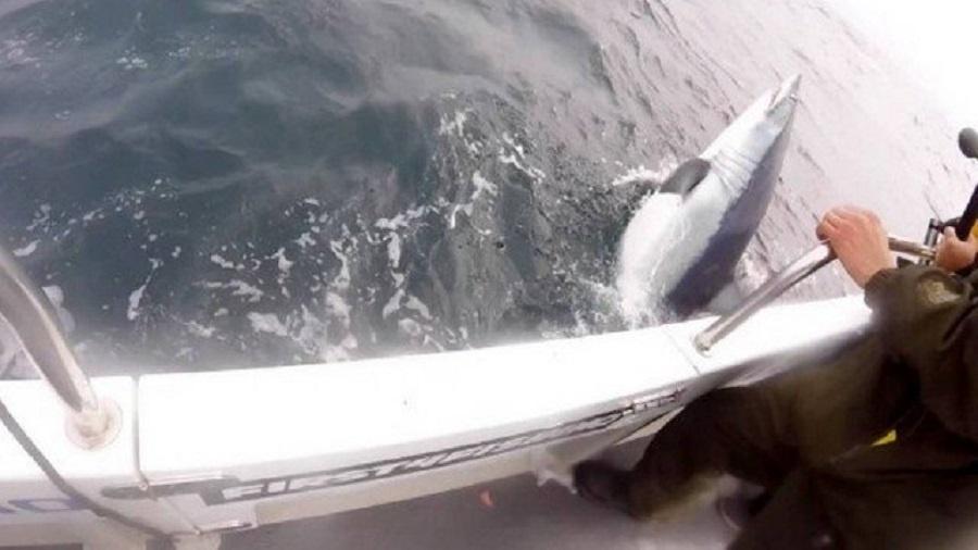 No País de Gales, Pescador fisga tubarão-mako de 544 kg e pode bater recorde britânico de 1971 - Reprodução/Facebook