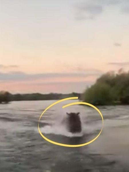 Hipopótamo persegue turistas em lago no Quênia - Reprodução/Youtube