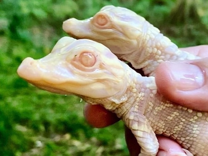 Casal de jacarés albinos nasce na Flórida, nos Estados Unidos