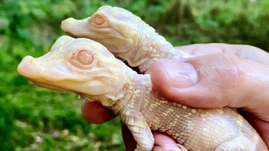 Jacarés albinos em zoológico da Flórida (EUA) - Reprodução/Facebook
