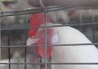 Carne de frango: Japão retira embargo sobre importação de produtos do Espírito Santo - Alan Leandro/IFPE/Divulgação