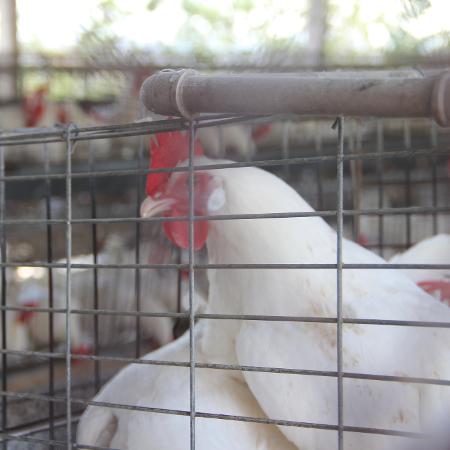 Frango criado em granja Frango criado em granja
