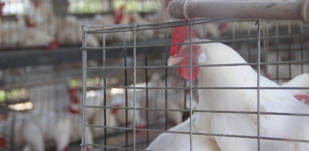 Gripe aviária: por mais verba, fiscais da Defesa Agropecuária vão ao Senado