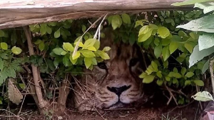 Moradores acionaram as autoridades para resgatar "leão" - Reprodução/Facebook