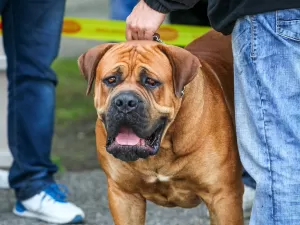 Quando um cachorro se torna idoso? Novo estudo sugere uma idade média