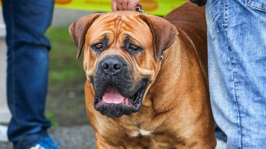 Imagem meramente ilustrativa de cão da raça Bullmastiff; homem foi atacado por cinco cachorros na Inglaterra - Getty Images