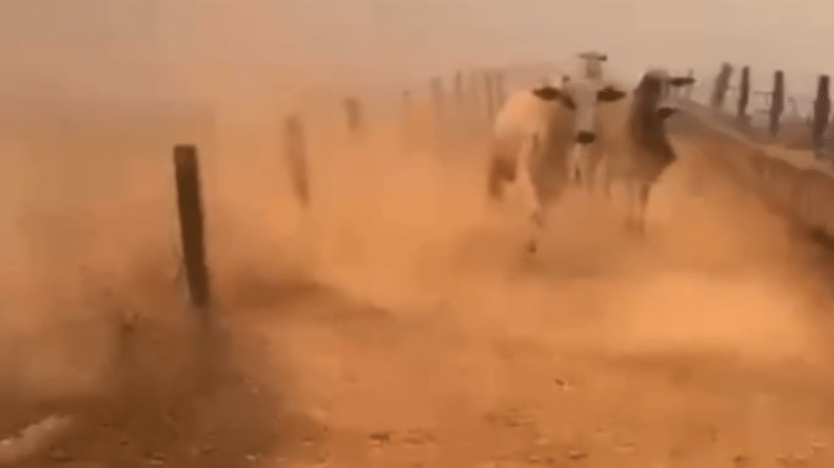 Imagens registradas na zona rural de Rio Verde mostram gado correndo em meio ao fogo Imagens registradas na zona rural de Rio Verde mostram gado correndo em meio ao fogo