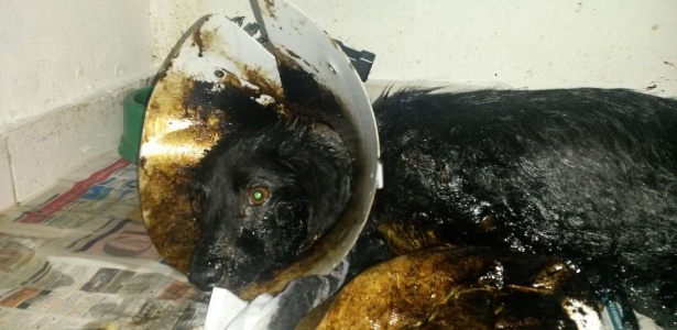 Filhote de cachorro encontrado no domingo (20) tinha corpo todo coberto por piche e mato  - Divulgação/Márcia Oshiro/ONG Late e Mia