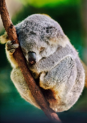 Coala dorme num tronco em Sydney - Frans Lanting/National Geographic Creative
