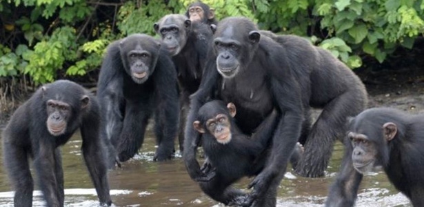Os chimpanzés foram abandonados com poucas chances de se alimentarem sozinhos - Jenny Desmond/BBC