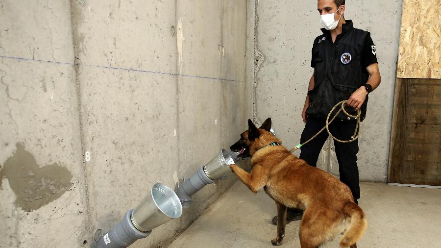 Cachorros são treinados na França para detectar novo coronavírus - Pascal Pochard-Casabianca/AFP