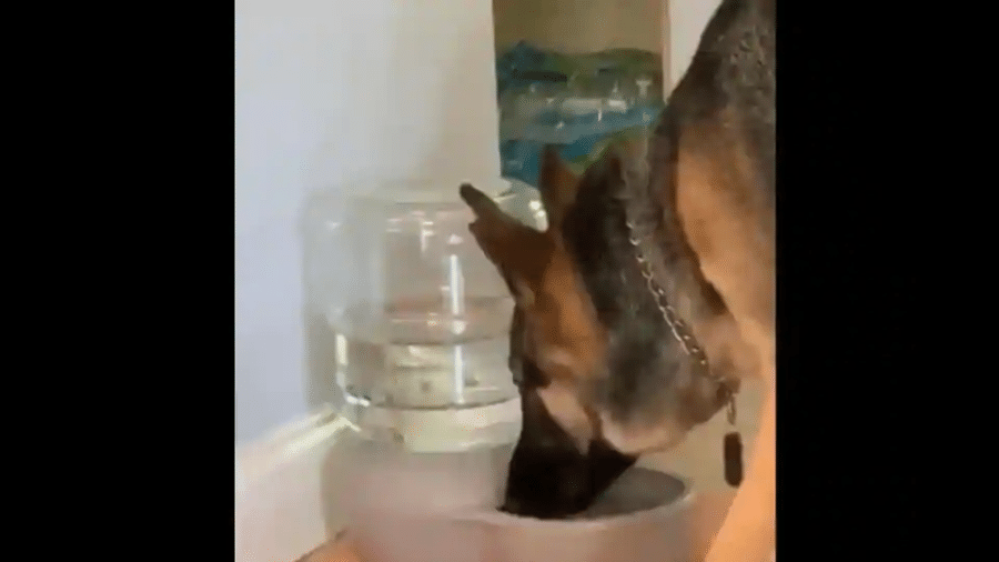 Cão se assusta com bolhas em bebedouro - Reprodução/Reddit