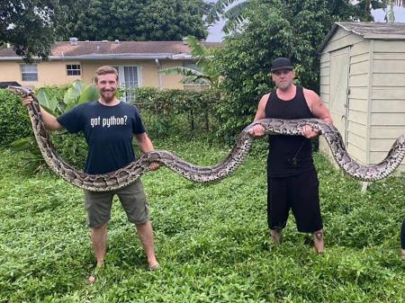 EUA: Cobra píton birmanesa de quase 6 metros é capturada na Flórida