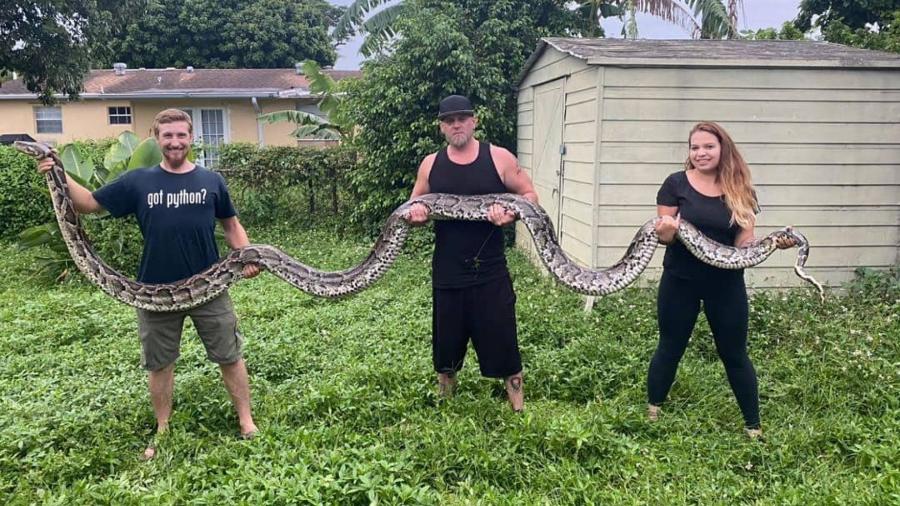 Cobra píton birmanesa capturada no estado americano da Flórida - Reprodução/Kev Pav/Facebook