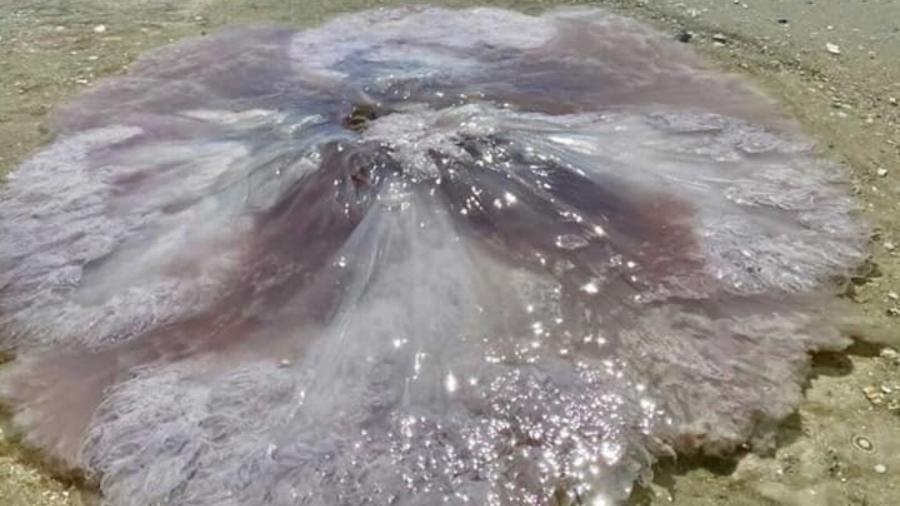 Água-viva "malvada rosa" encontrada em praia na Flórida (EUA) - Reprodução/Wink News/Anatoli Smirnov 