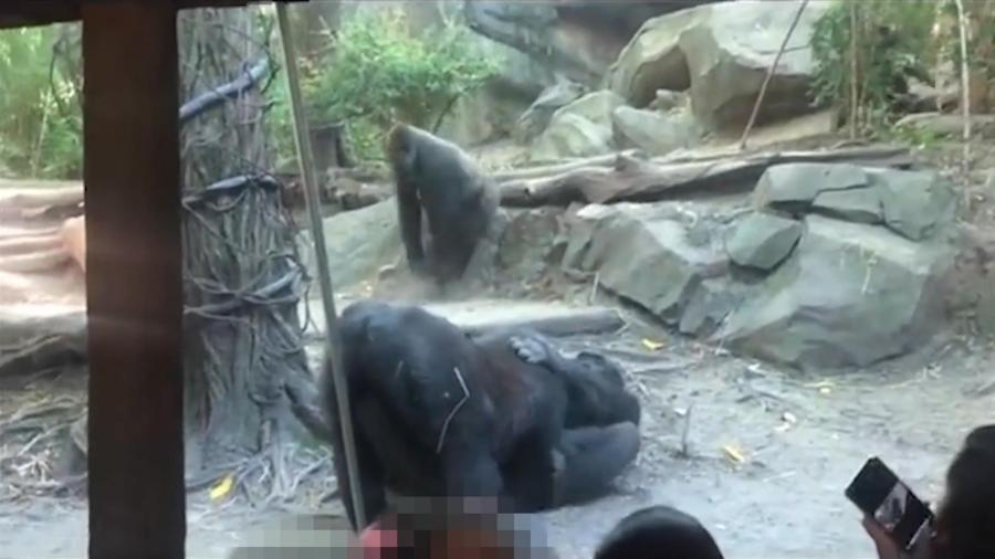 Gorilas fizeram a cena em frente aos visitantes - Reprodução/Twitter