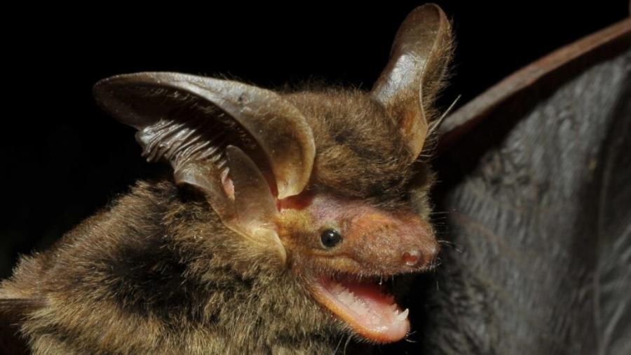 Primeiro e único registro do morcego da espécie Histiotus alienus foi em 1916