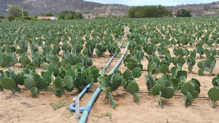 Água de reúso mantém plantação que serve de comida para animais em Santana do Seridó (RN) - Imagem cedida ao UOL