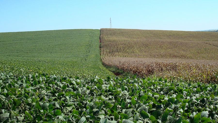 Área de cultivo de soja (à esquerda) e milho em Cruz Alta (RS) - Staff Photographer