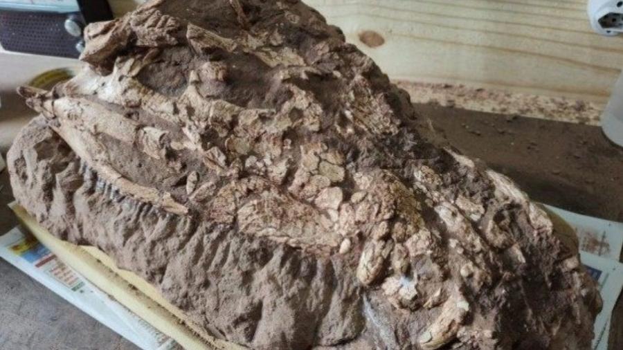 Fóssil de crocodilo foi achado no interior de São Paulo, em General Salgado - Fabiano Vidao Iori/Divulgação