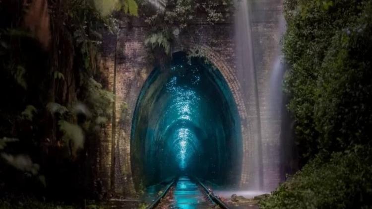 The metropolis of fireflies - JOSSELIN CORONOU / NATURE TTL - JOSSELIN CORONOU / NATURE TTL