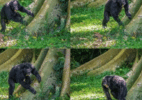 O batuque particular de chimpanzés em árvores para se comunicarem na selva - A SOLDATI